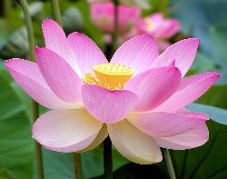 Lotus